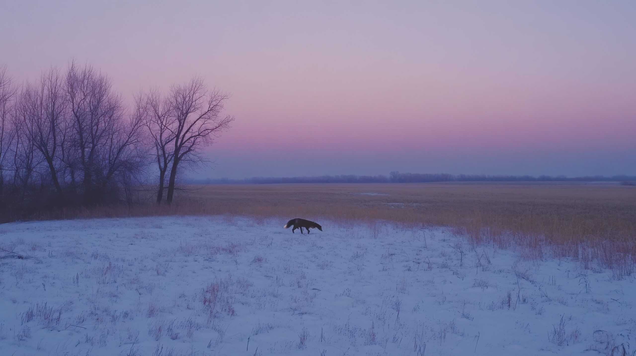 Solitary Fox in Twilight Field
