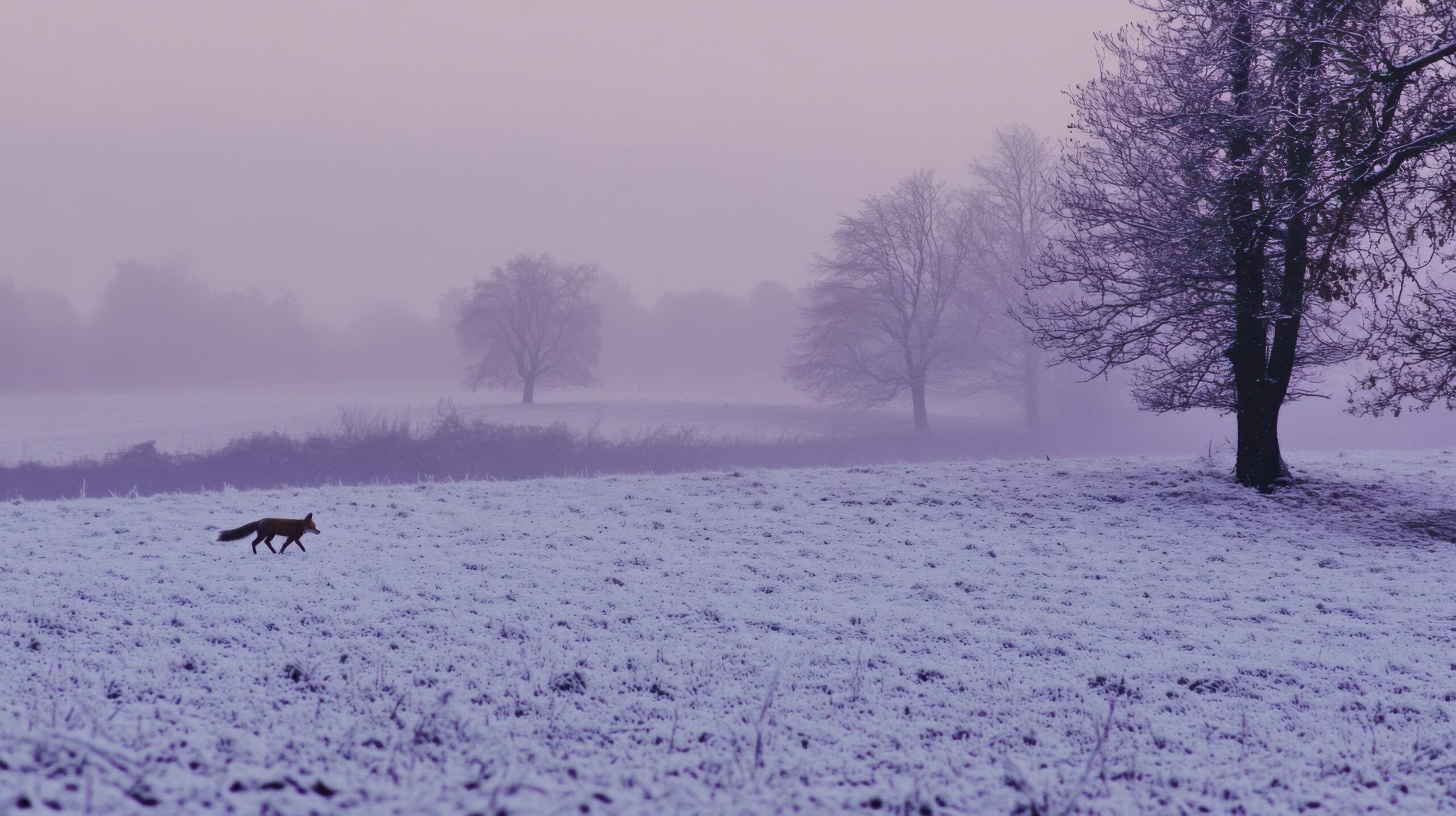Solitary Fox in Twilight Field
