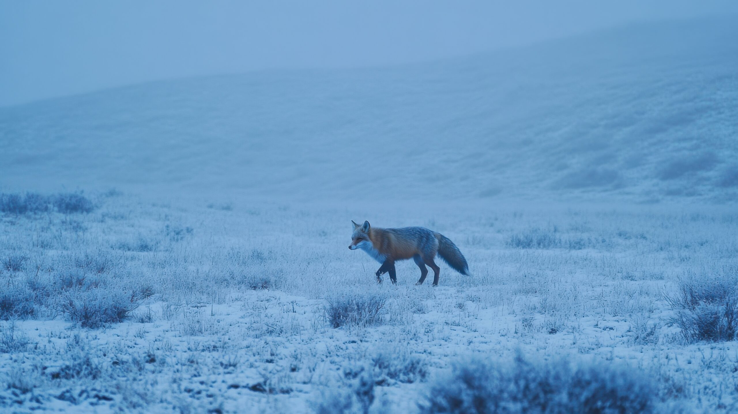 Solitary Fox in Twilight Field