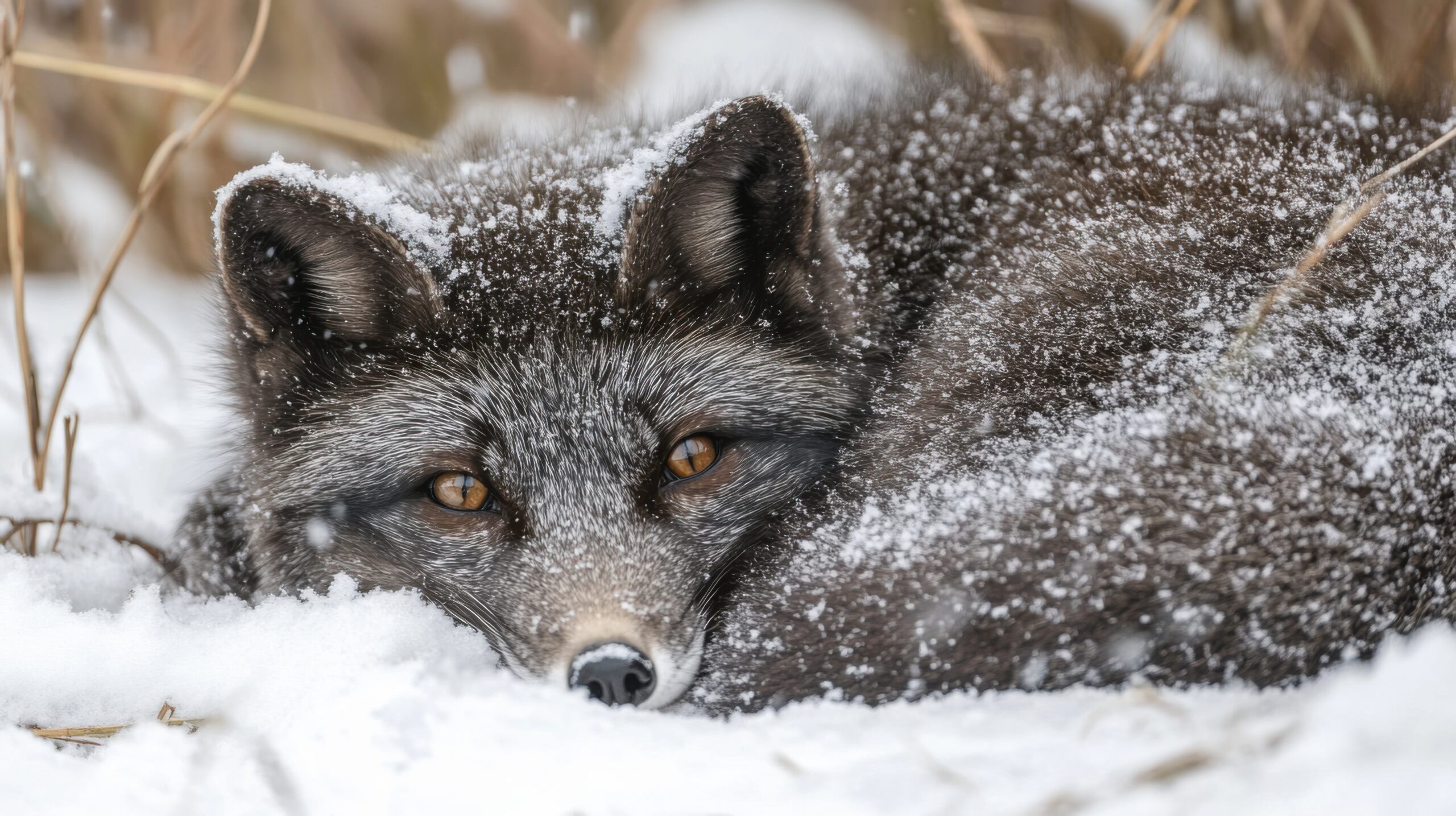 Arctic Fox Curled in Snow