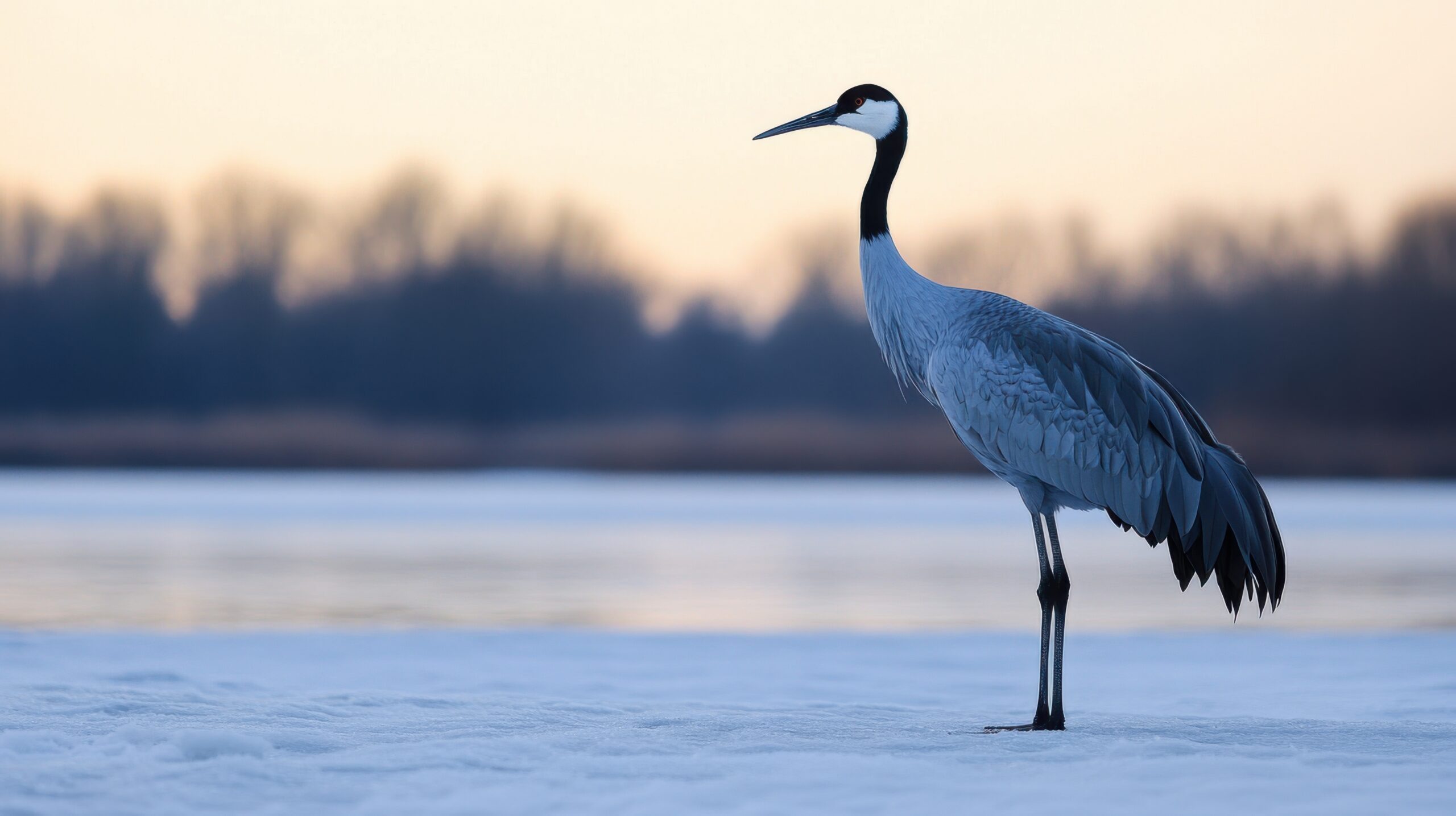 Crane on Frozen Lake Shore
