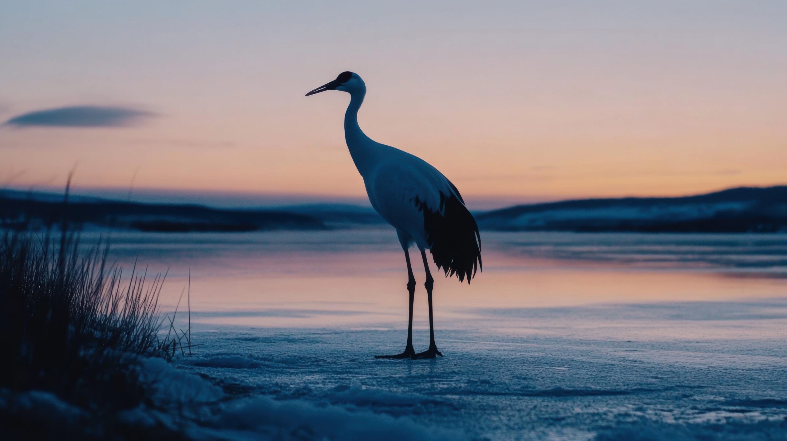 Crane on Frozen Lake Shore