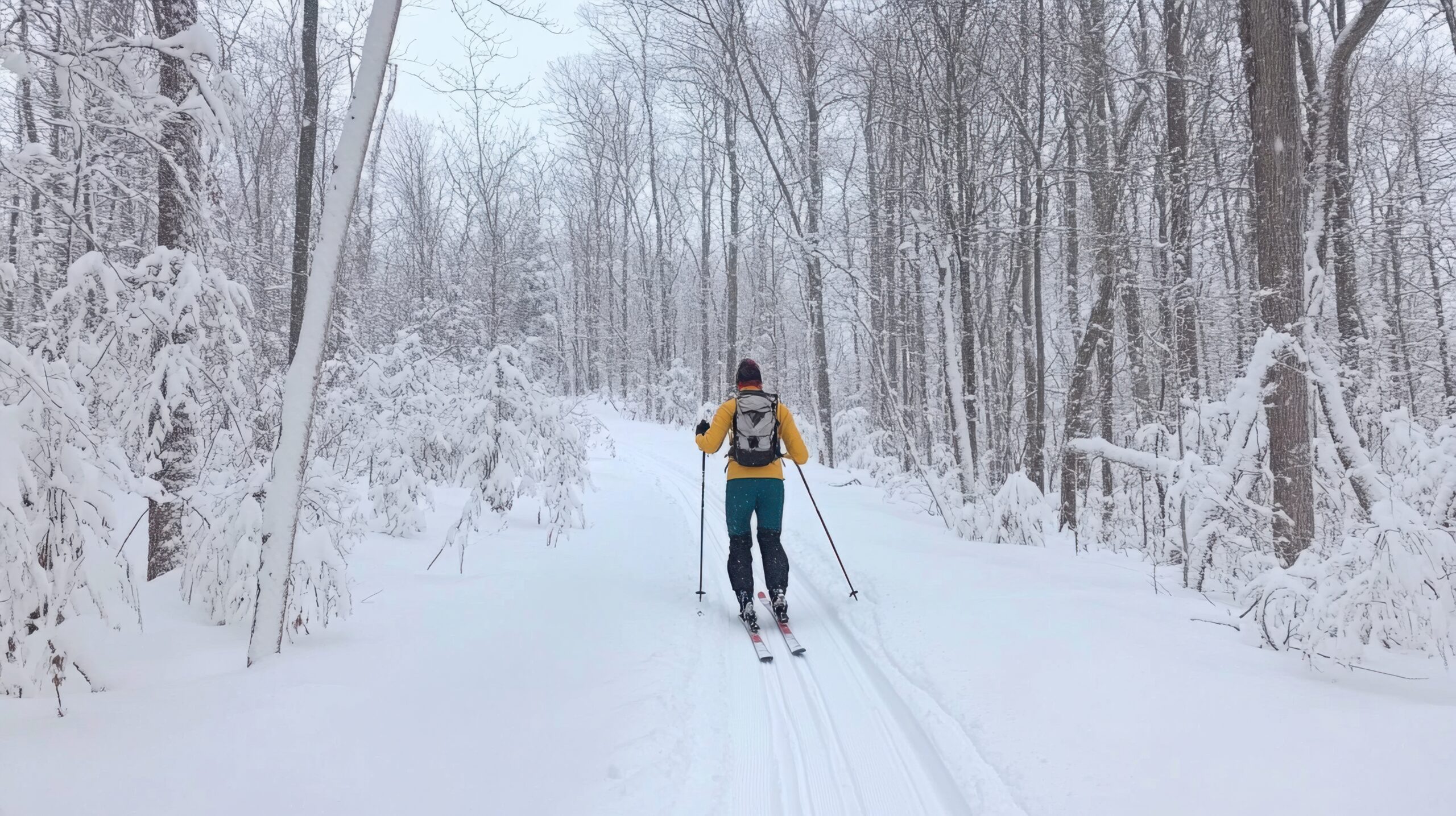 Cross-Country Skier in Snowy Forest
