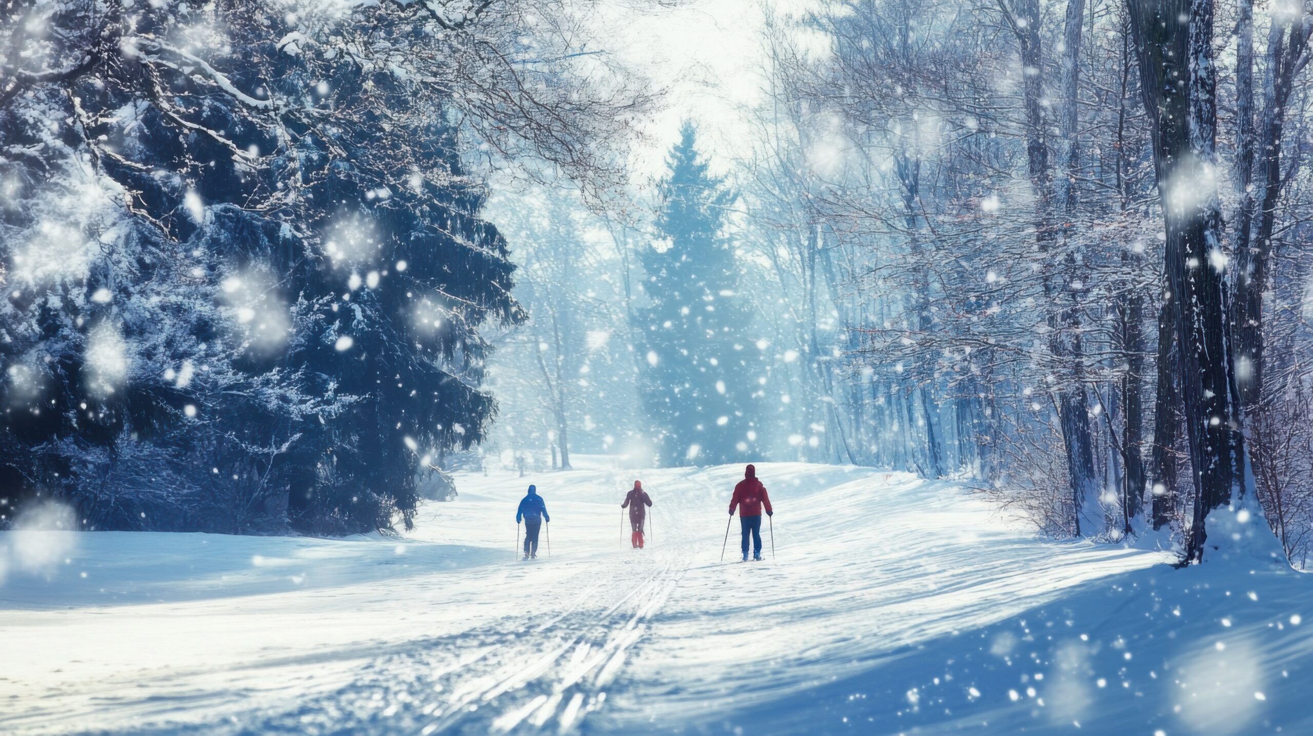 Gliding Through Snowy Woods