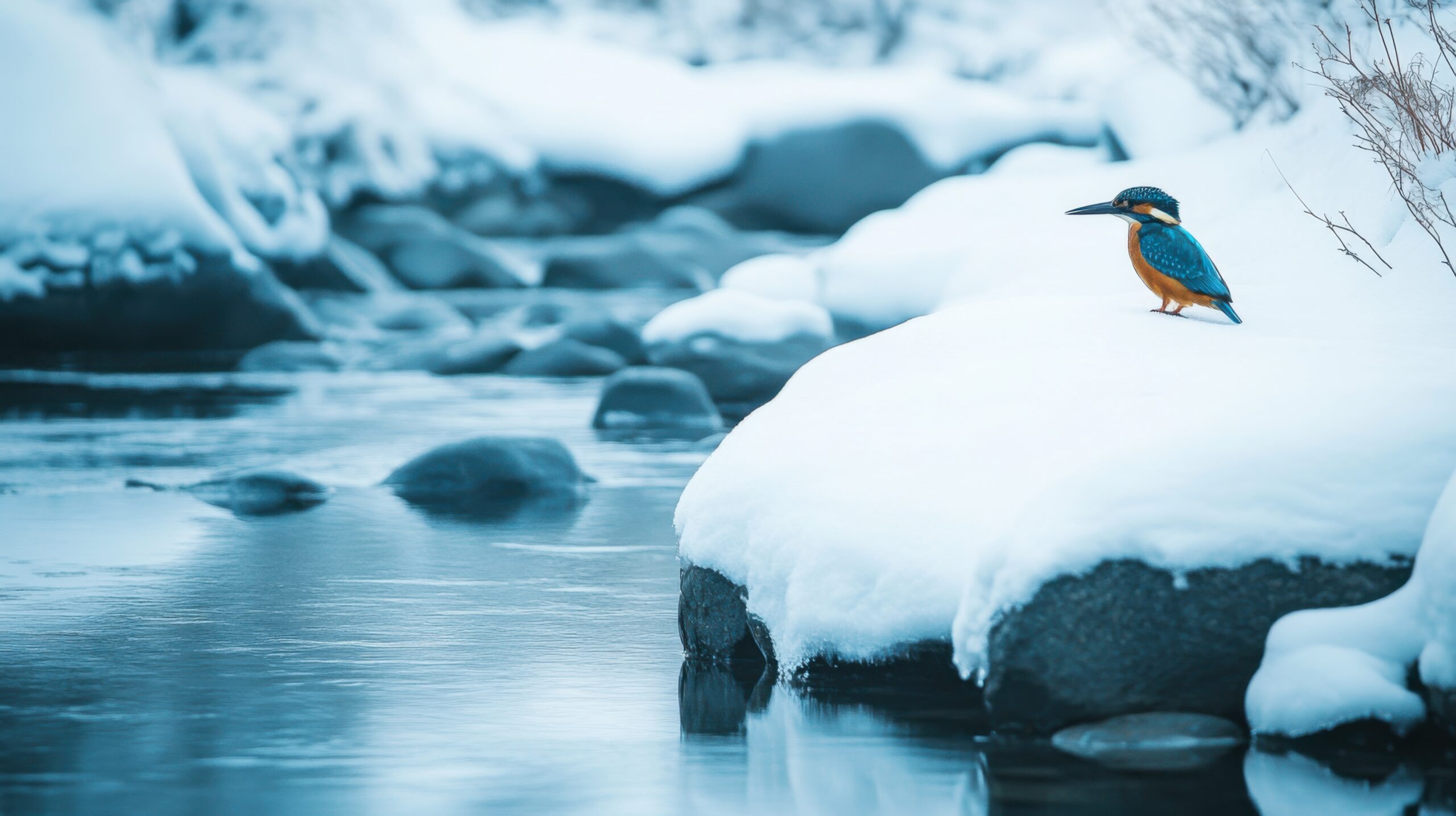 Kingfisher on Snowy Riverbank