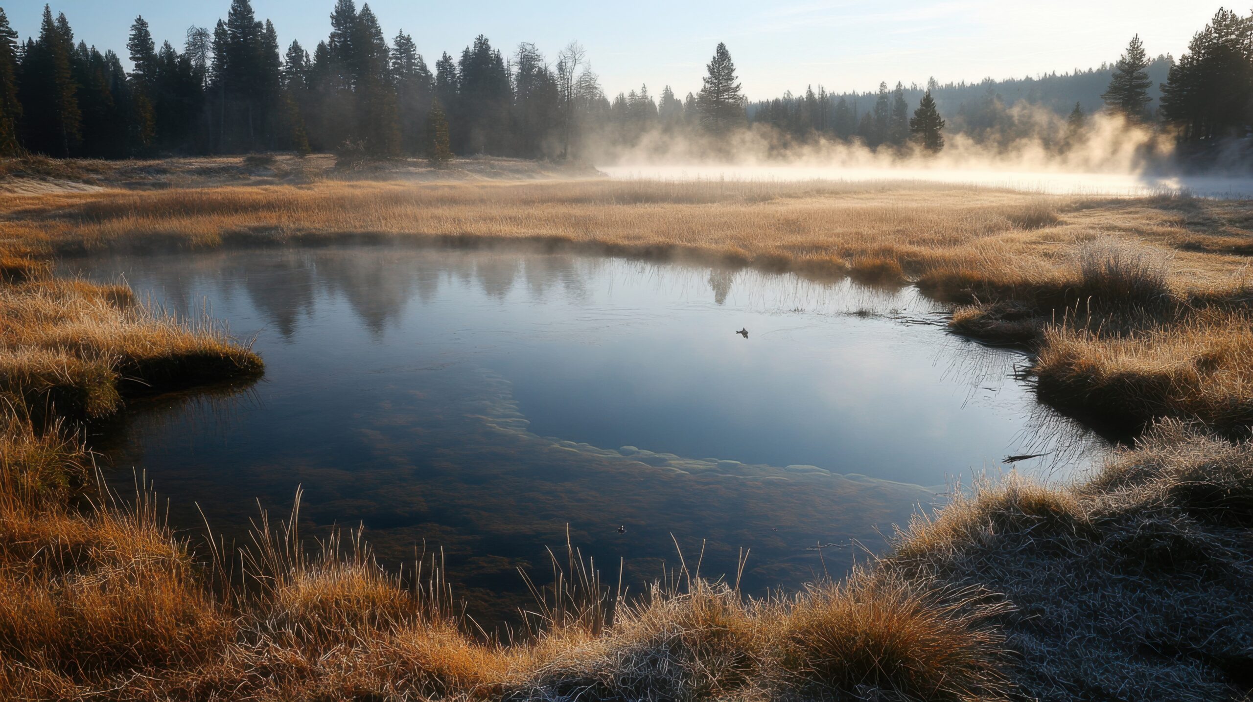 Mist from Spring in Frosty Meadow