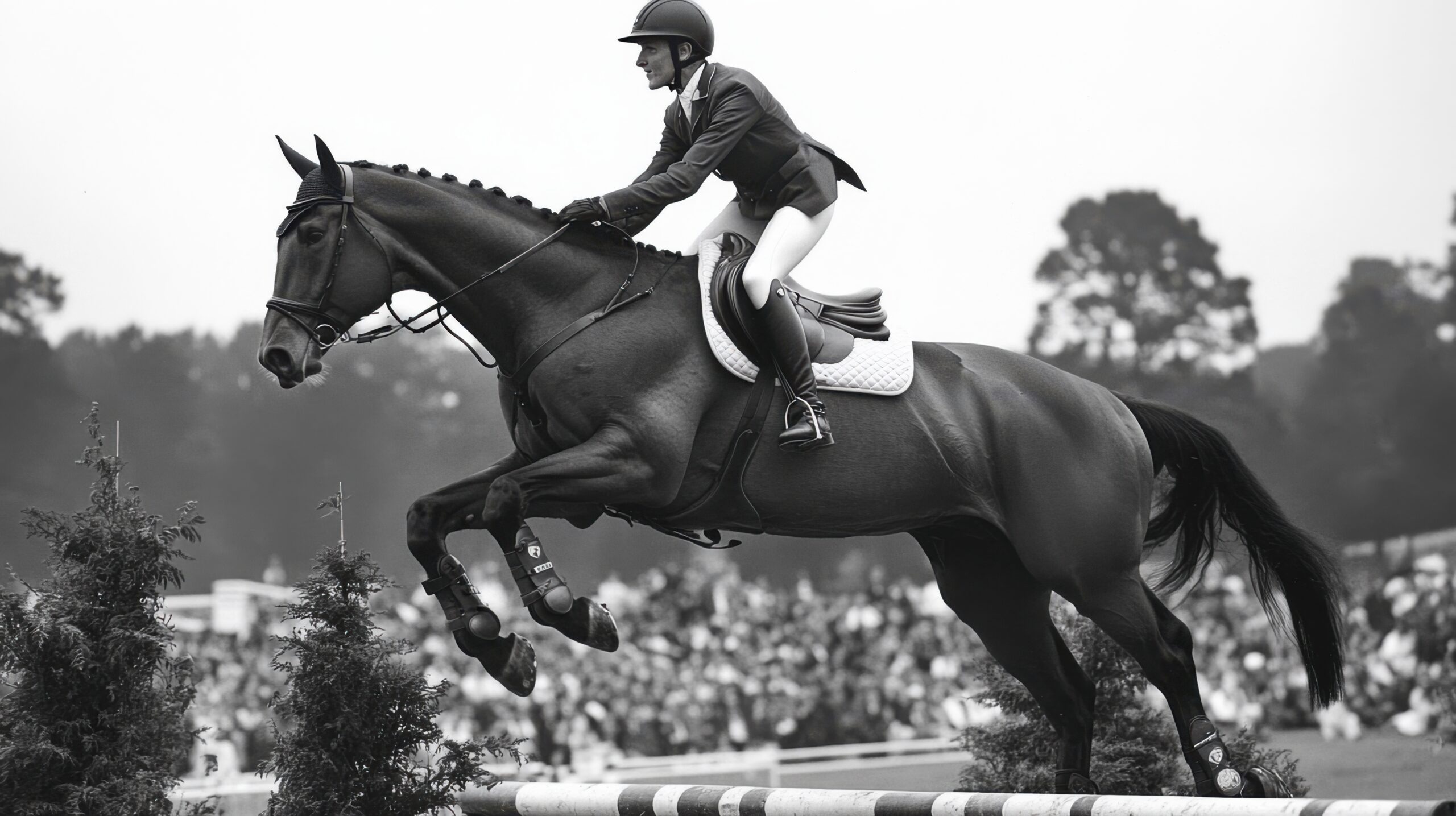 Navigating the Show Jump Course