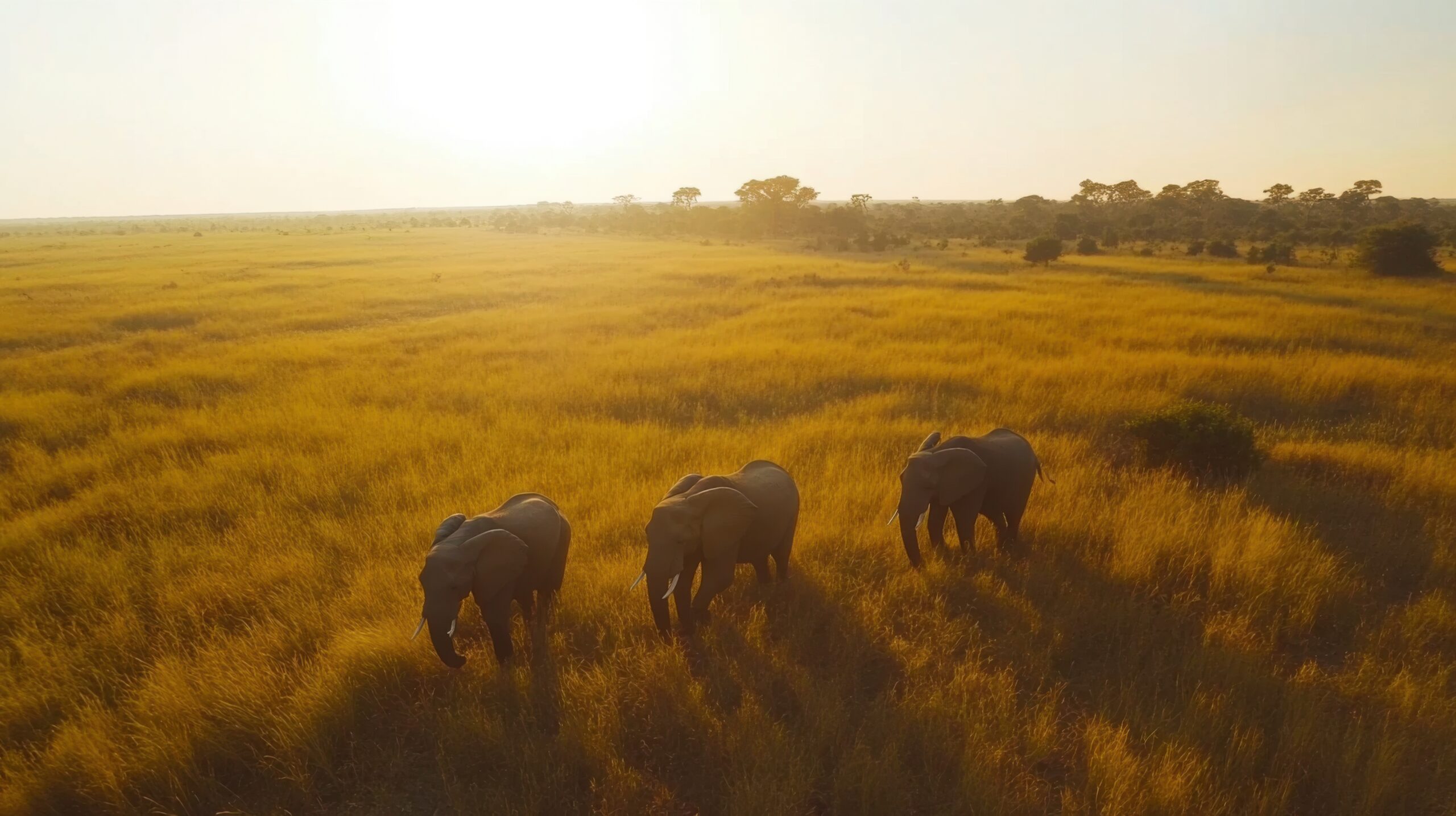 Pachyderms in Vast Savannah
