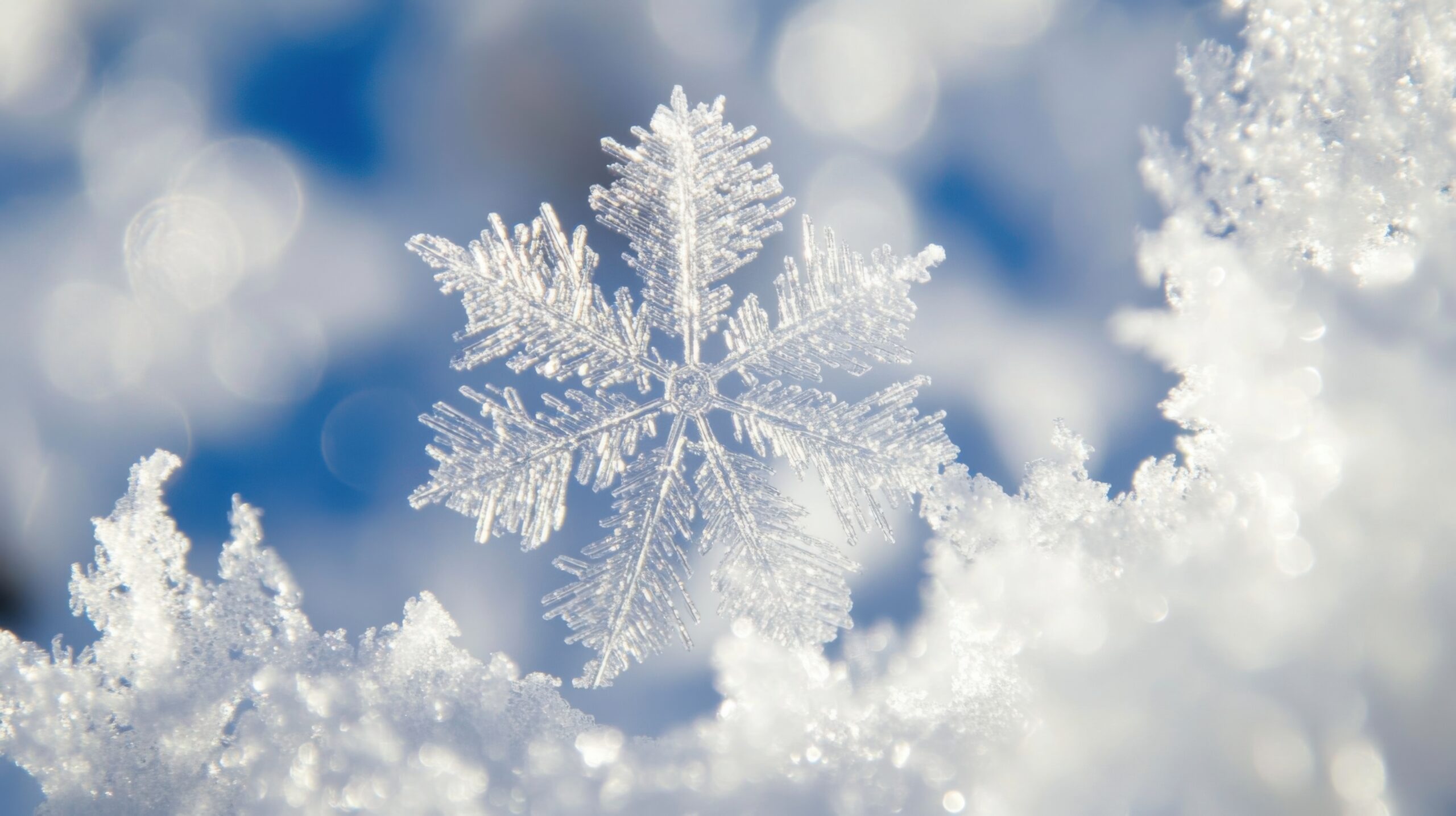 Snowflakes in a Spider Web