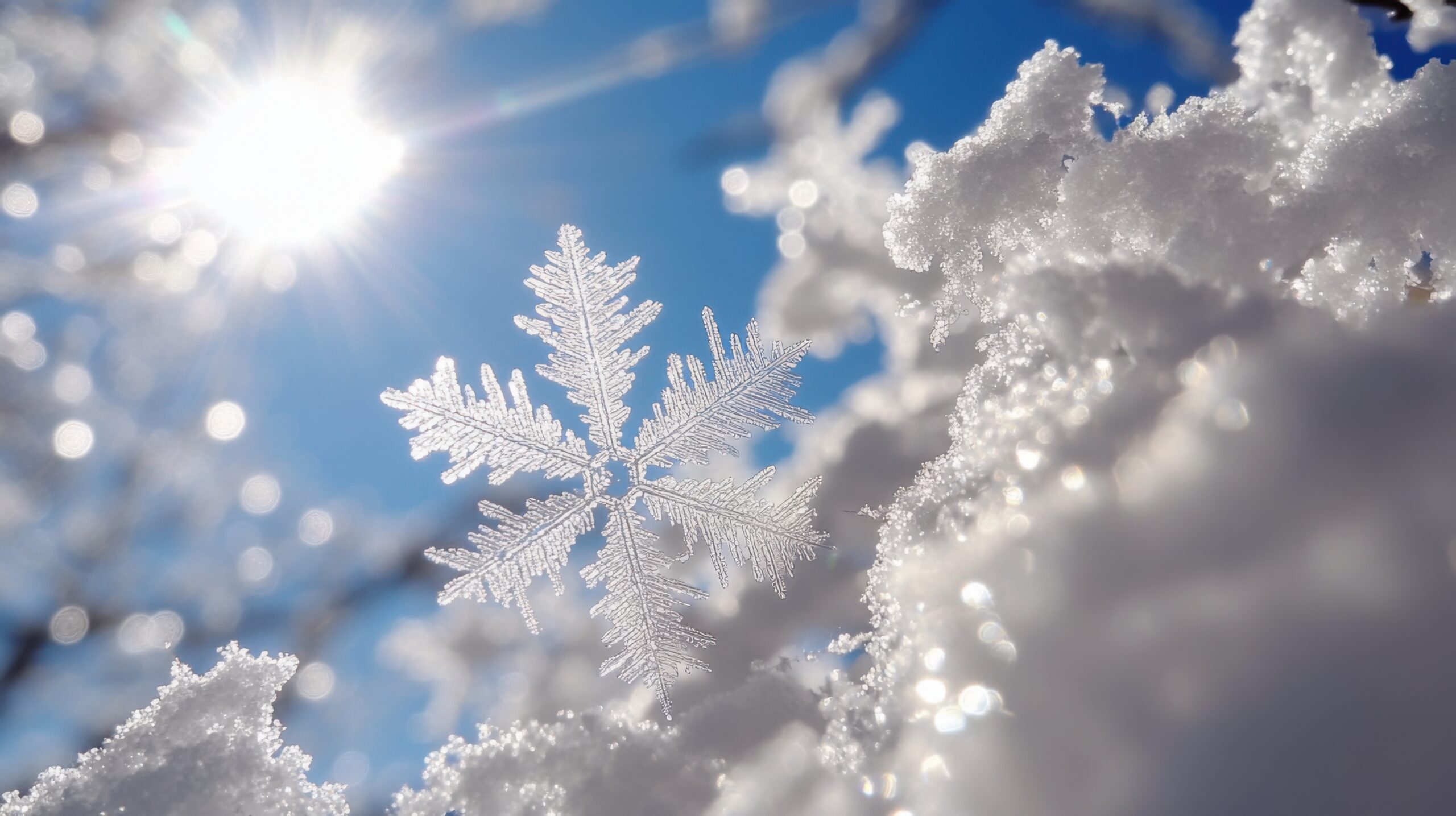 Snowflakes in a Spider Web