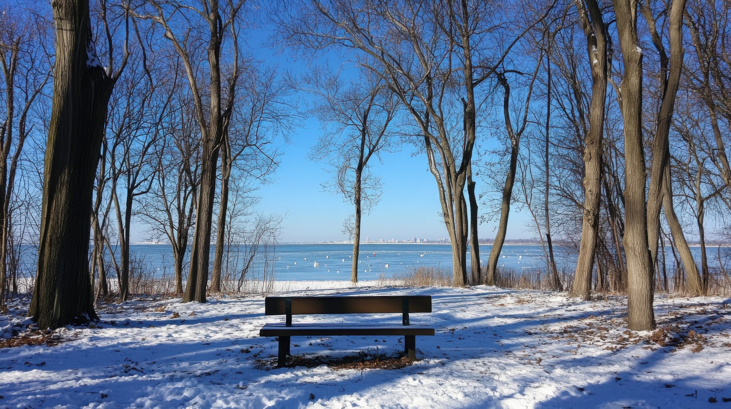 Snowy Park Bench Under Bare Trees