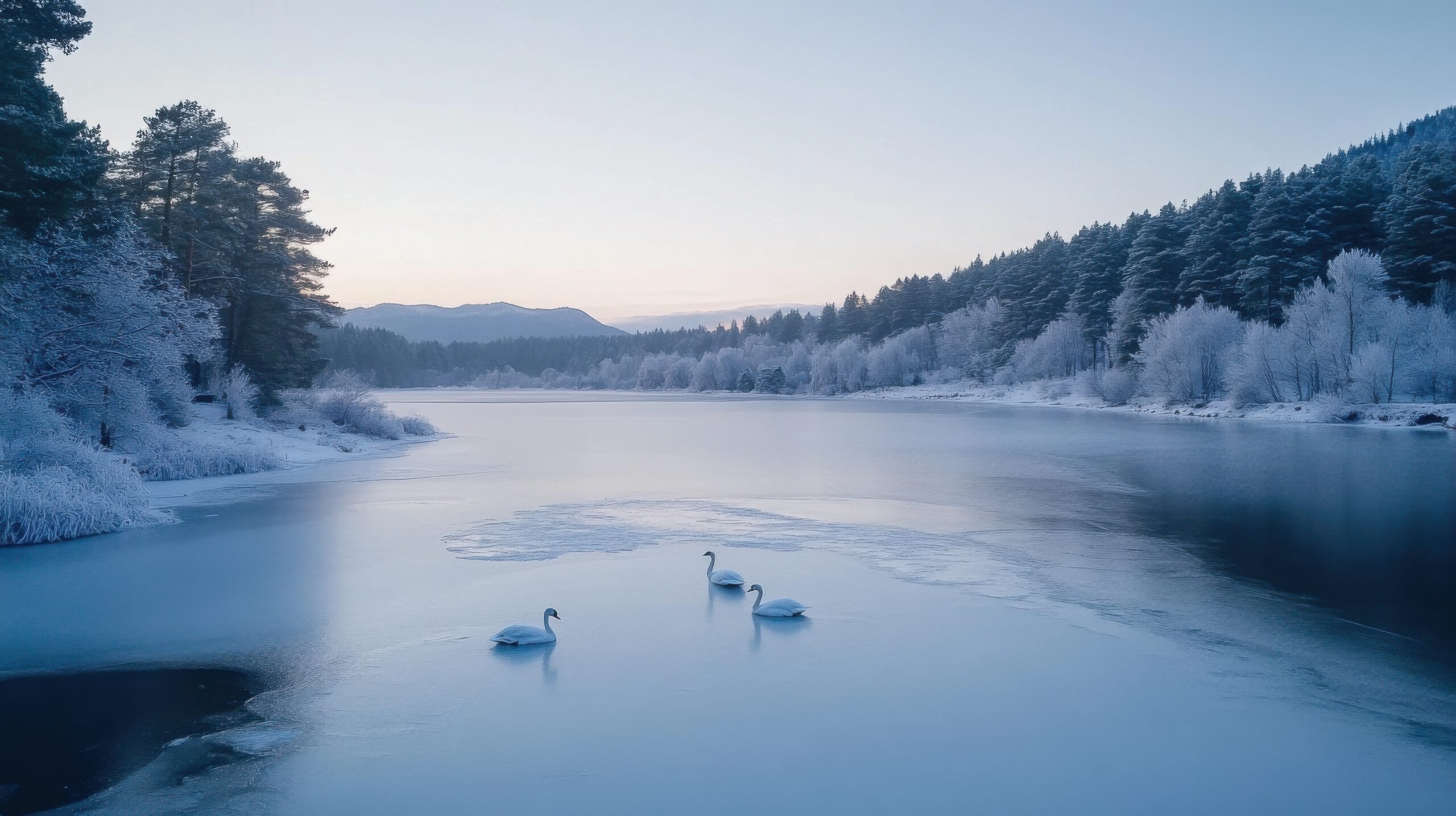 Swans on Frozen Pond